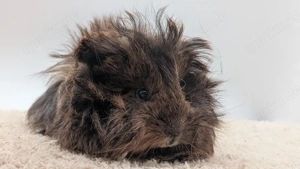 Peruaner Meerschweinchen Frühkastrat