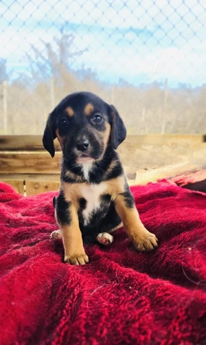 Kiwi sucht ein Zuhause 