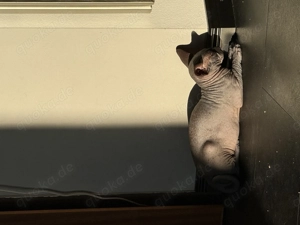 Canadian Sphinx  Sphynx Kitten Kater Bild 2