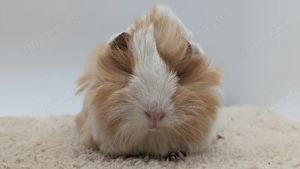 Peruaner Meerschweinchen Frühkastrat