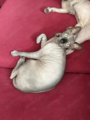Canadian Sphinx  Sphynx Kitten Kater