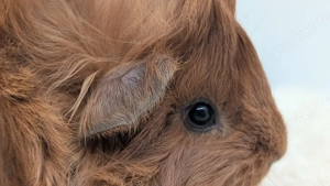 Peruaner Meerschweinchen Frühkastrat 