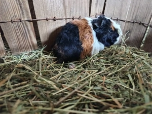 Meerschweinchen Weibchen (Rosetten, Teddy, Rex) Bild 4