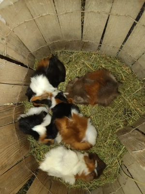 Meerschweinchen Weibchen (Rosetten, Teddy, Rex)