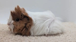 Peruaner Meerschweinchen Weibchen 