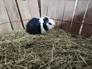 Meerschweinchen Weibchen (Rosetten, Teddy, Rex) Bild 3