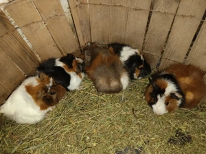 Meerschweinchen Weibchen (Rosetten, Teddy, Rex) Bild 2