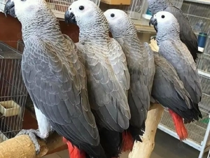 Wunderschöne Graupapageien zu verkaufen