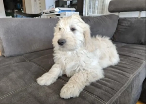 Zauberhafte Goldendoodle-Welpen suchen ein Zuhause auf Lebenszeit!