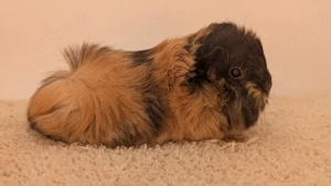 Peruaner Meerschweinchen Frühkastrat 