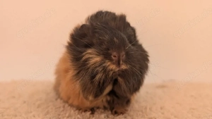 Peruaner Meerschweinchen Frühkastrat 