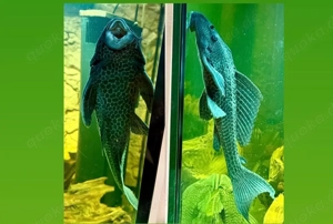 2 große Plecos, einer ist ein Wabi Größe 30-40 cm!