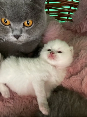 Zwei kleine Kater reinrassige Britisch Kurzhaar Katzen (BKH).