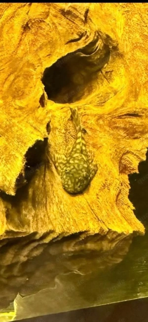 Kleine Antennenwelse Ancistrus dolichopterus 5-7 cm