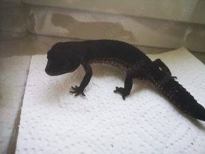 Wunderschönes Black Night Weibchen, Leopardgecko BN Bild 2