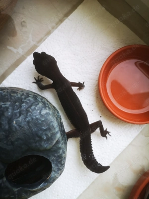 Wunderschönes Black Night Weibchen, Leopardgecko BN Bild 3
