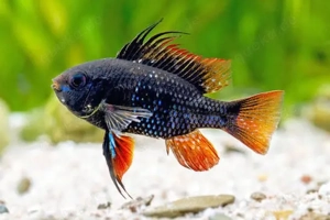 SUCHE günstig Schmetterlingsbuntbarsche in verschiedenen Farben Raum LU   Worms