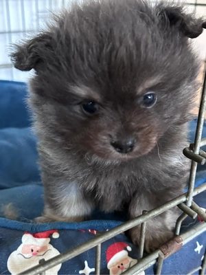 Toller Pomchi ( Pomeranian Chihuahua) sucht neues tolles Zuhause 