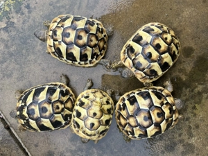 Griechische Landschildkröten Ostrasse Thb 2025