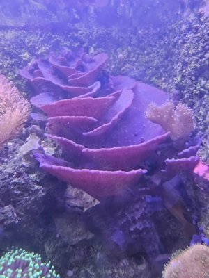 Lila Schwamm Collospongia  Meerwasser