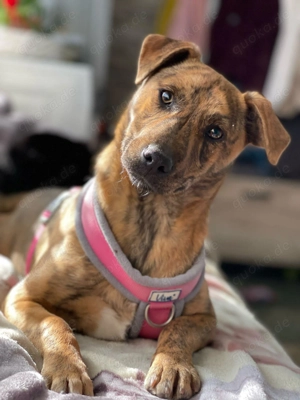 MOLLY - aufgewecktes Hundemädchen (wartet in Rumänien)