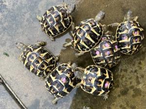 THH aus Apulien Griechische Landschildkröte aus 2025