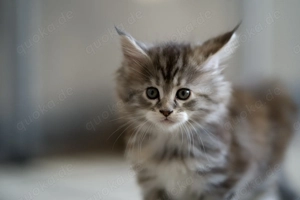 Maine coon Kitten