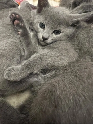  Russisch Blau Kitten mit Stammbaum noch 1 Kater