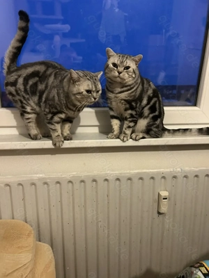  Bkh Kater zu verkaufen