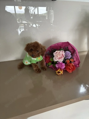 Zu verkaufen Toypudel Teacup Klasse