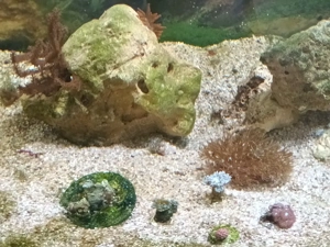 Alle hier abgebildeten Korallen 