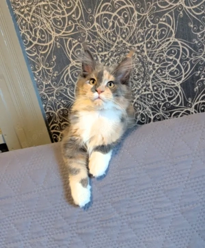 Meine Coon Kätzchen 