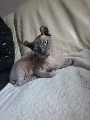 Sphynx Kater (kastriert)