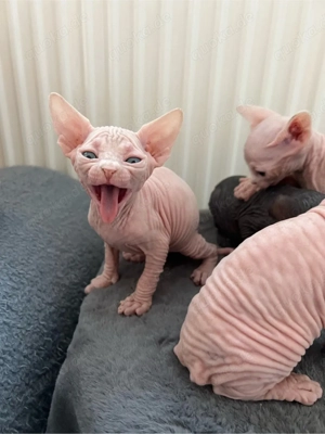 Canadian Sphynx zwei Jungs