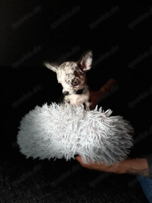 Reinrassiger Mini Chihuahua Rüde blue merle mit weißen Abzeichen 