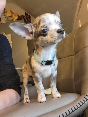 Reinrassiger Mini Chihuahua Rüde blue merle mit weißen Abzeichen 