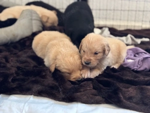 Golden Aussie Welpen suchen neues Zuhause :) 