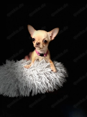 Reinrassige Mini Chihuahua Hündin fawn, cremefarben