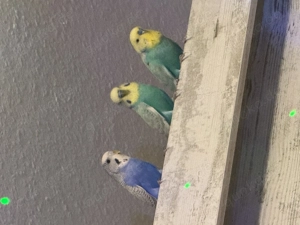 Wellensittiche zum Verkauf