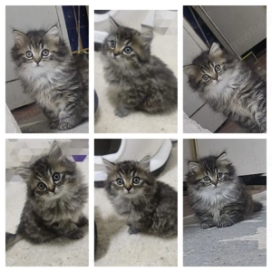 Britisch Langhaar Kitten