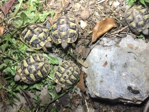 Landschildkröten NZ 2025