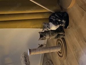 Geschwisterkätzchen zu verkaufen