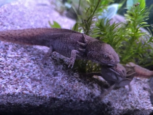 Axolotl Weibchen Copper 4 jahre alt , Bd frei