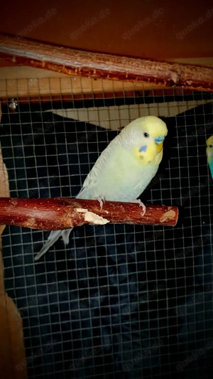 Wellensittiche zur Abgabe