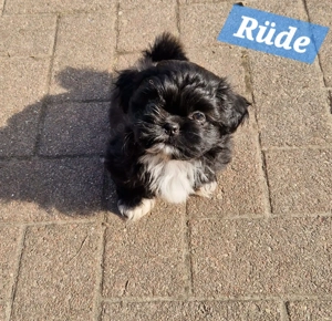 Shih Tzu Welpen