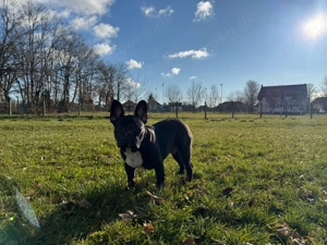 Französische Bulldogge   Rüde  Floki  zu verkaufen