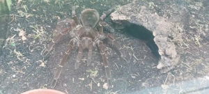 0.1 Theraphosa Stirmi Vogelspinne