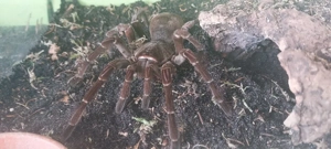 0.1 Theraphosa Stirmi