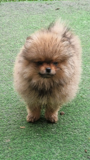 Letzte Pomeranian Bärchen 