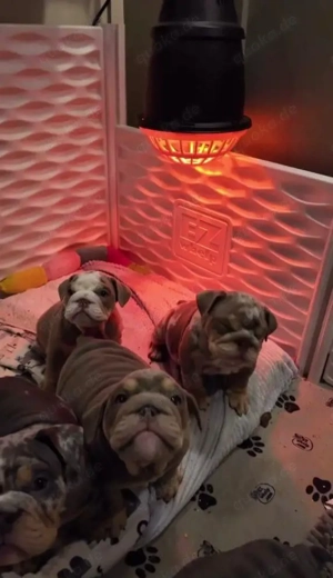 Englische Bulldoggenwelpen suchen ein neues Zuhause